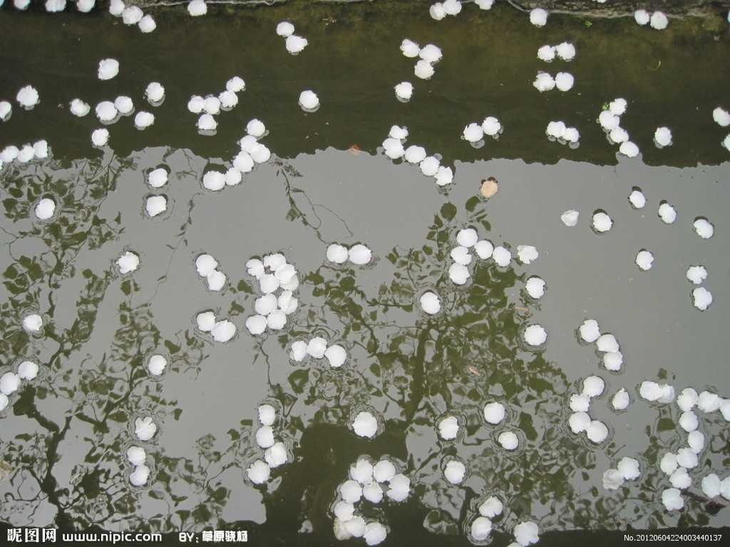 落花逐水去 红颜不复还---一个淡淡哀伤的苏马