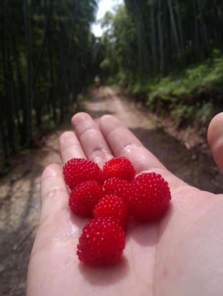 紫猫猫的莫干50晒黑之旅