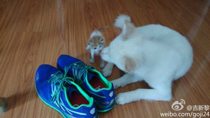 TheNorthFace Ultra Trail越野跑鞋 深度测评：TNF100赛道的魔鬼测试（百公里检验装备篇之一）