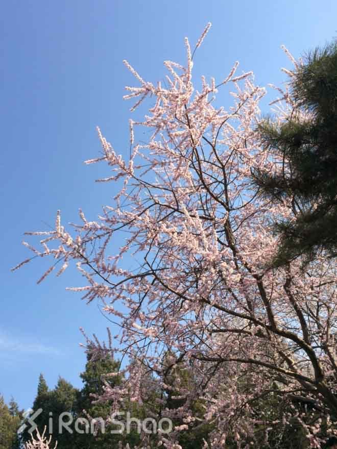 使馆区 — 北京跑步好去处