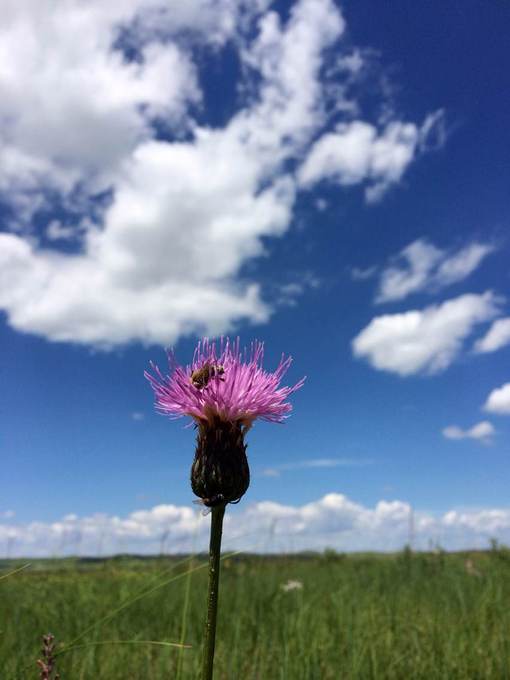 中毒已太深 情系铁木真——一个半新人的铁木真“草原王”征战之旅