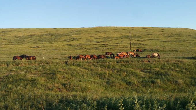 中毒已太深 情系铁木真——一个半新人的铁木真“草原王”征战之旅