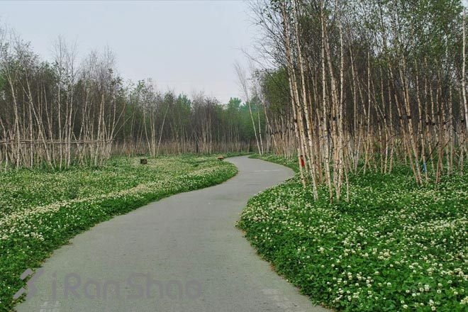 跑在成都—天府之国的悠闲时光