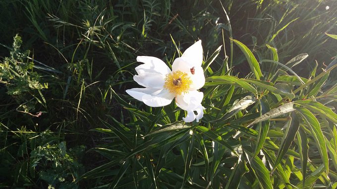 中毒已太深 情系铁木真——一个半新人的铁木真“草原王”征战之旅