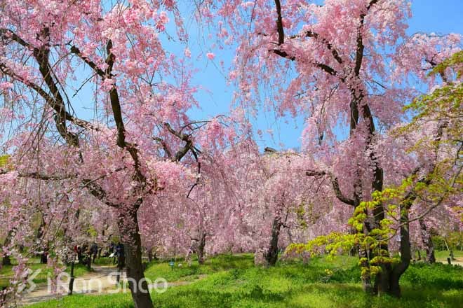 赛事前瞻—2015京都马拉松