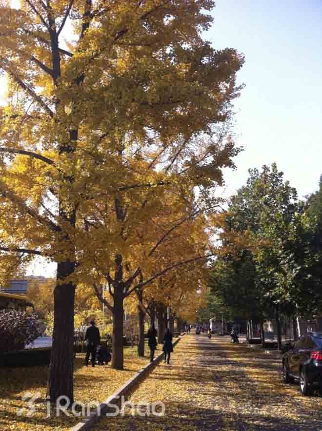 使馆区 — 北京跑步好去处
