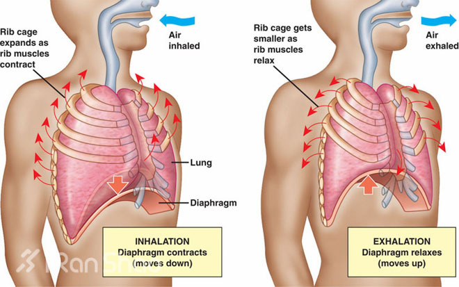 跑步时，如何呼吸？— 腹式呼吸全介绍