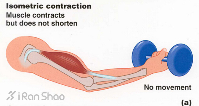 向心还是离心？—细说肌肉收缩的运动模式