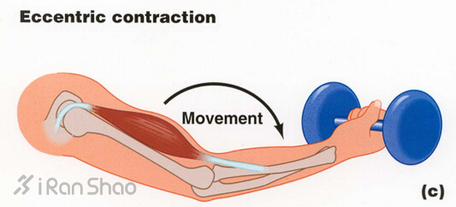 向心还是离心？—细说肌肉收缩的运动模式