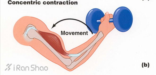向心还是离心？—细说肌肉收缩的运动模式