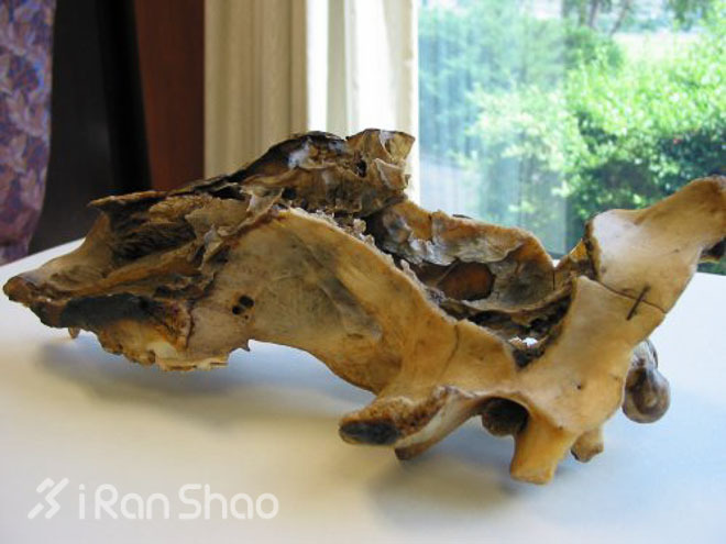 追逐大熊的足迹，The Bear 100 越野赛