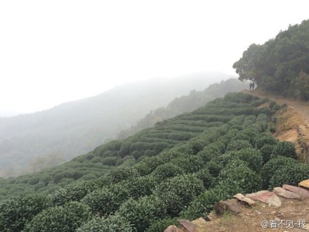 野蛮生长——2014年威斯杯杭州西湖跑山赛小记