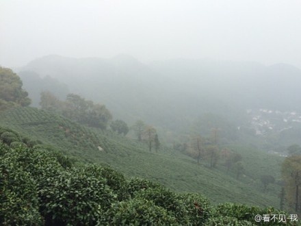 野蛮生长——2014年威斯杯杭州西湖跑山赛小记