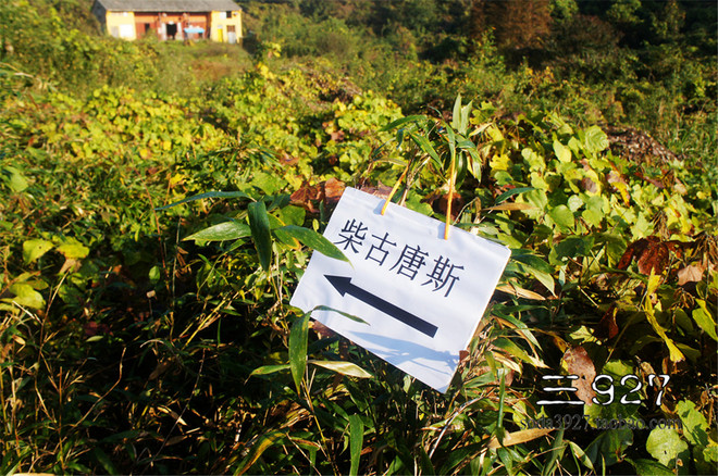 要死就一定死在你手里 --- 柴古唐斯记