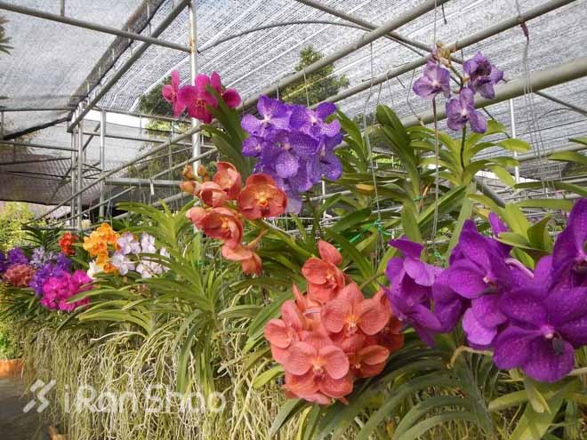 跑马观光两不误—清迈马拉松全记录