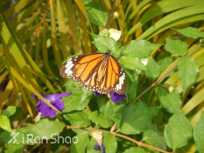 跑马观光两不误—清迈马拉松全记录