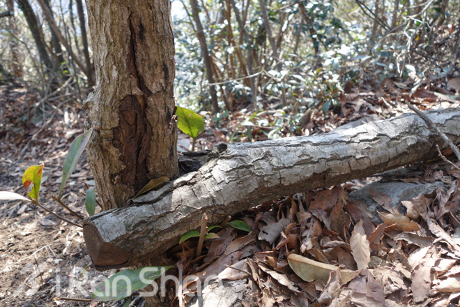 竹海山水中的江南越野——江南50路线初体验