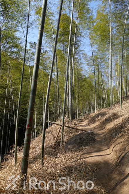 竹海山水中的江南越野——江南50路线初体验