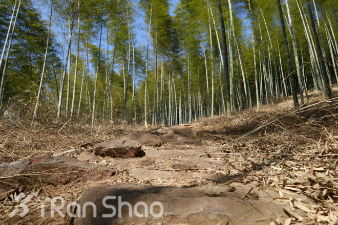 竹海山水中的江南越野——江南50路线初体验