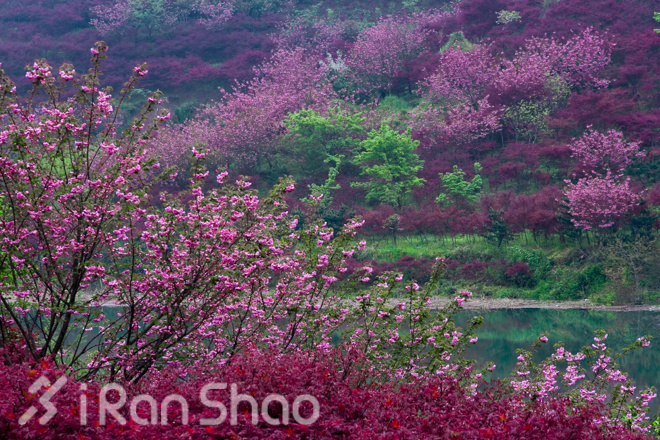 宁波樱花女子半程马拉松路线探秘