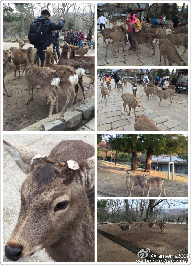 春节日本双马行记