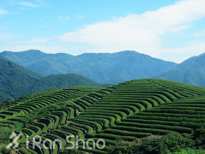 宁波樱花女子半程马拉松路线探秘