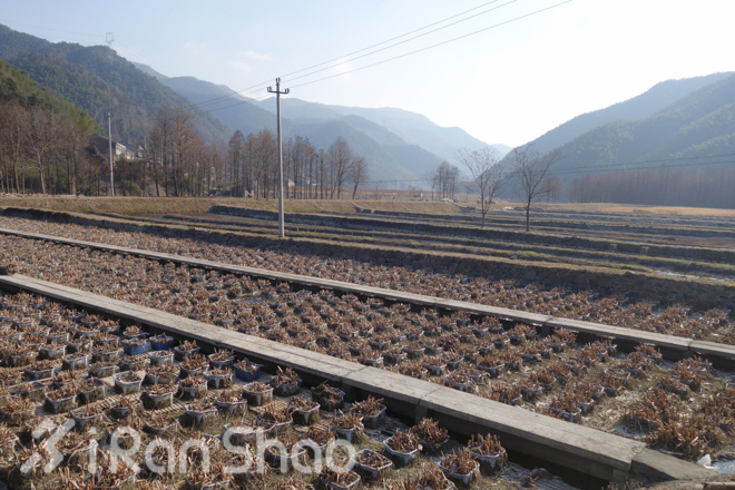 宁波樱花女子半程马拉松路线探秘