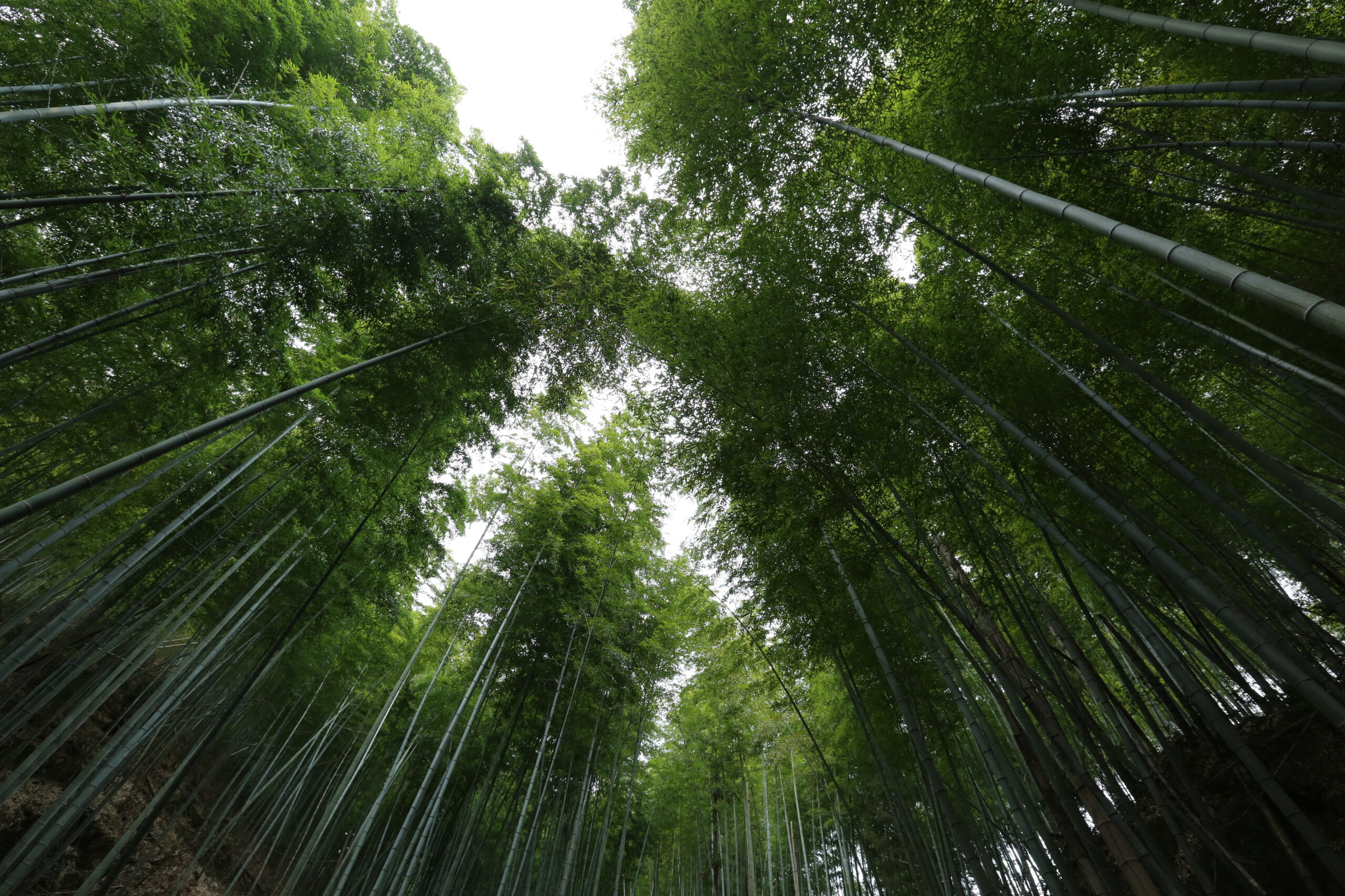 ​柴古唐斯——“揍你一顿”的虐与美