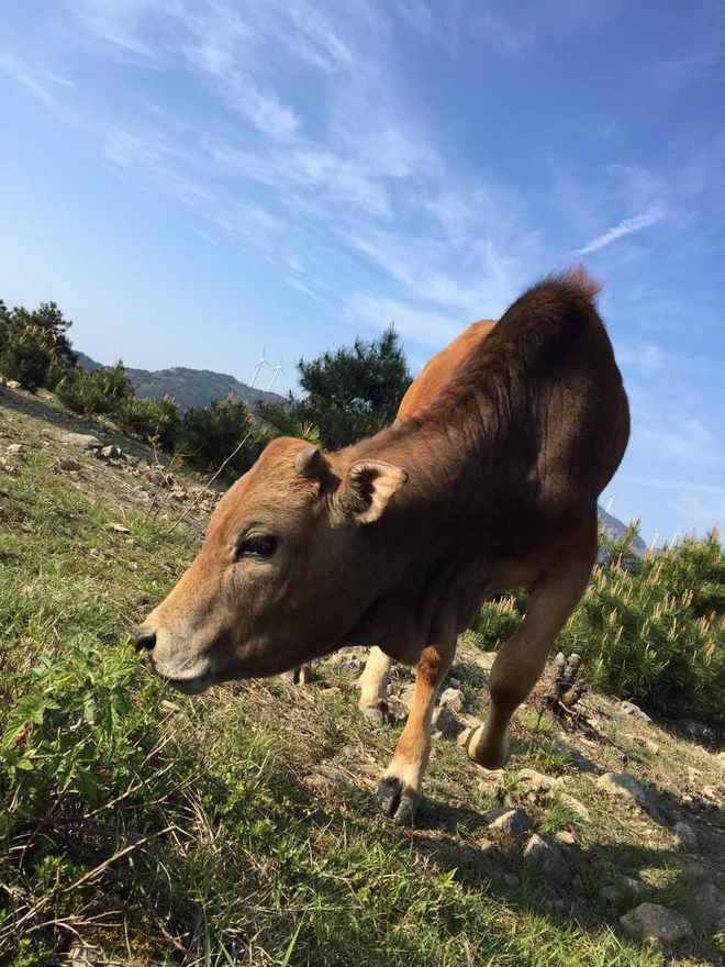 ​柴古唐斯——“揍你一顿”的虐与美