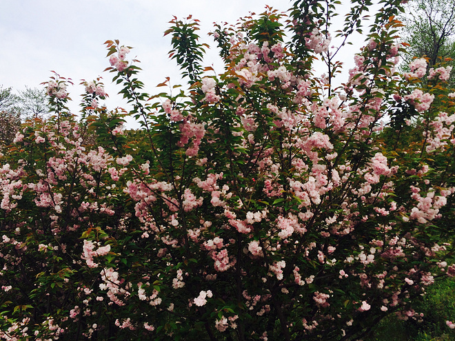 像樱花一样小而美