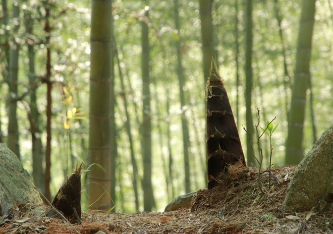 ​假如爱有天意，带我到括苍之巅