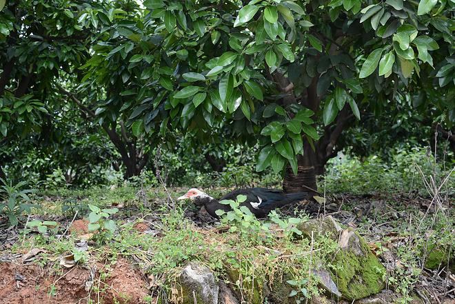朱子很忙，我也很忙，忙里话闲山村跑