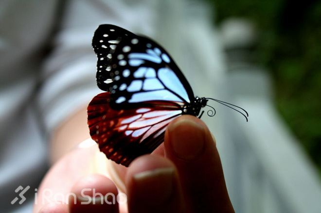 开箱 | 李宁超轻12代轻翼跑鞋的升级进化