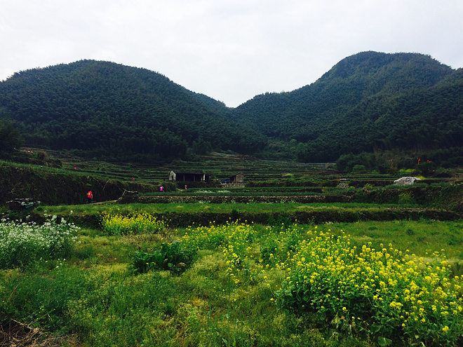 像樱花一样小而美