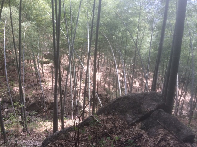 柴古唐斯or拆股躺尸？