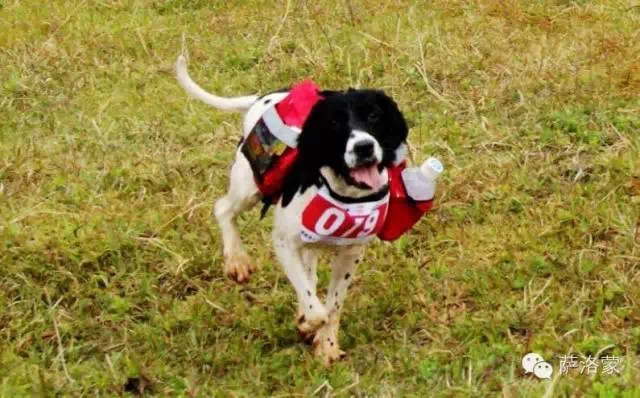 精英训练营选拔赛：花城的泥巴VS春城的雨