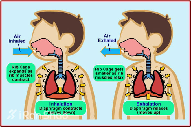 知识 | 跑步时，你如何呼吸?