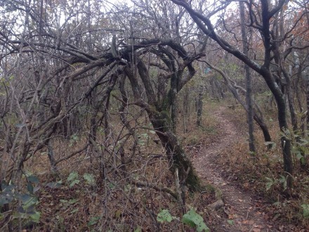 哭泣的花园和微笑的巨石阵--天目山七尖深度一日游记