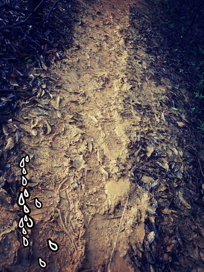 如没有那泥泞 其实你很美——记人生第一次龙洞越野赛