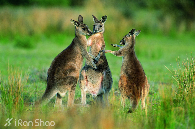 给你十个跑黄金海岸马拉松的理由