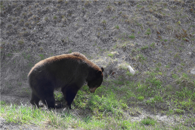 温哥华马拉松 | 跑在惠斯勒的宁静之地