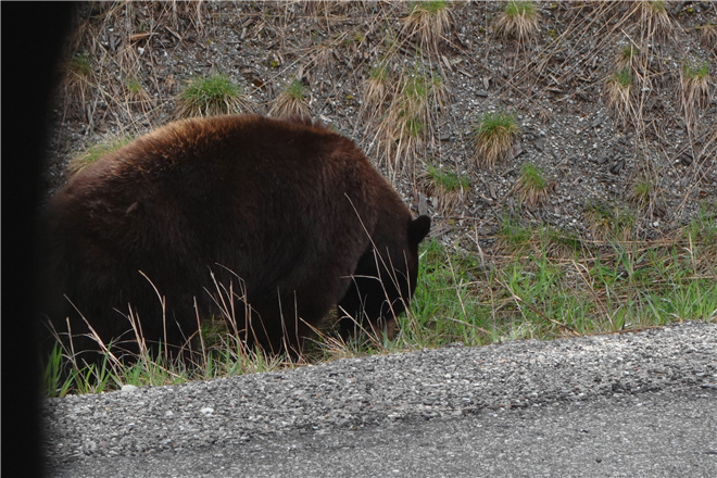 温哥华马拉松 | 跑在惠斯勒的宁静之地
