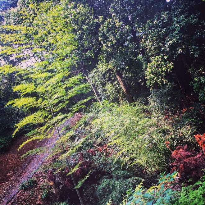 【赛道体验】 披荆斩棘目如炬，西南野，追天狼 ----奔团大腿西行追狼