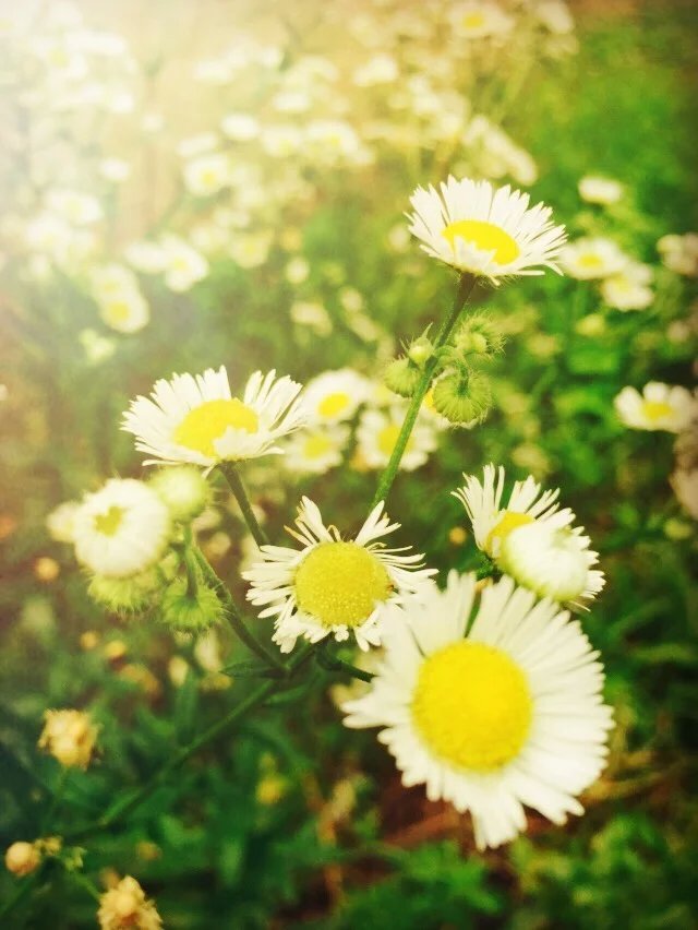 这年的端午，我在山里追狼，你在哪儿？