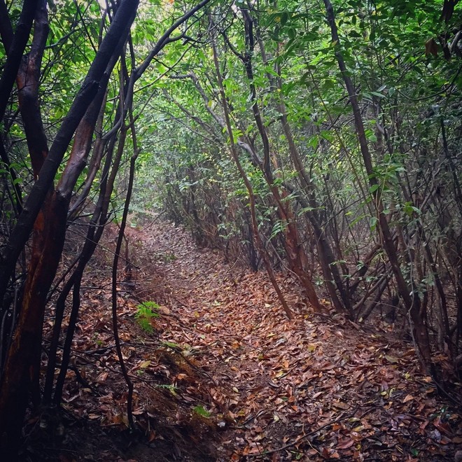 这年的端午，我在山里追狼，你在哪儿？