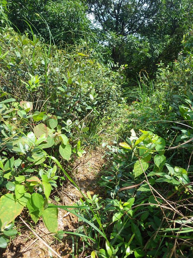 高山低谷 我的脚就是我的路——初探龙洞挑战赛路线