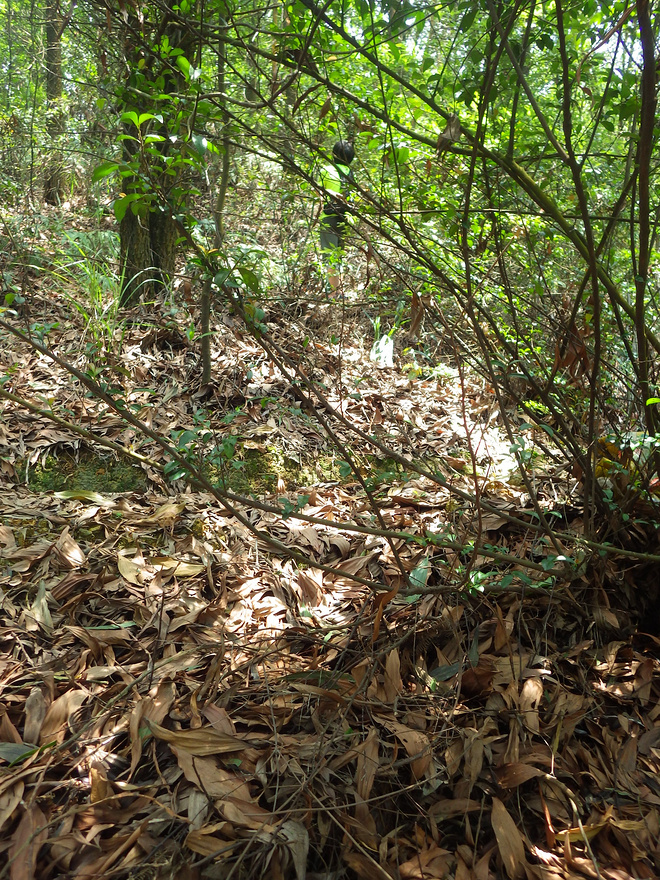 高山低谷 我的脚就是我的路——初探龙洞挑战赛路线