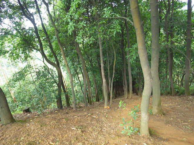 高山低谷 我的脚就是我的路——初探龙洞挑战赛路线