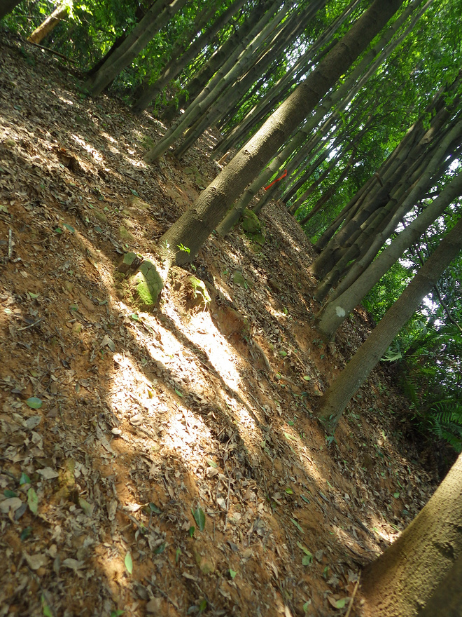 高山低谷 我的脚就是我的路——初探龙洞挑战赛路线