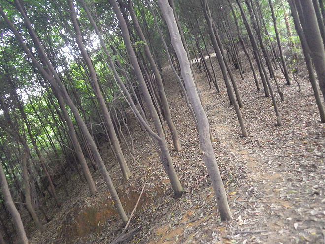 高山低谷 我的脚就是我的路——初探龙洞挑战赛路线